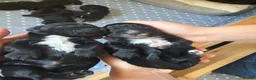 Sprocker dogs for sale: Gorgeous Sprocker spaniels for sale in West Byfleet - Advert 14