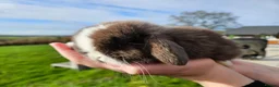 Mini Lop rabbits for sale: 🤎Gorgeous Purebred mini lops 🤎 - Advert 6