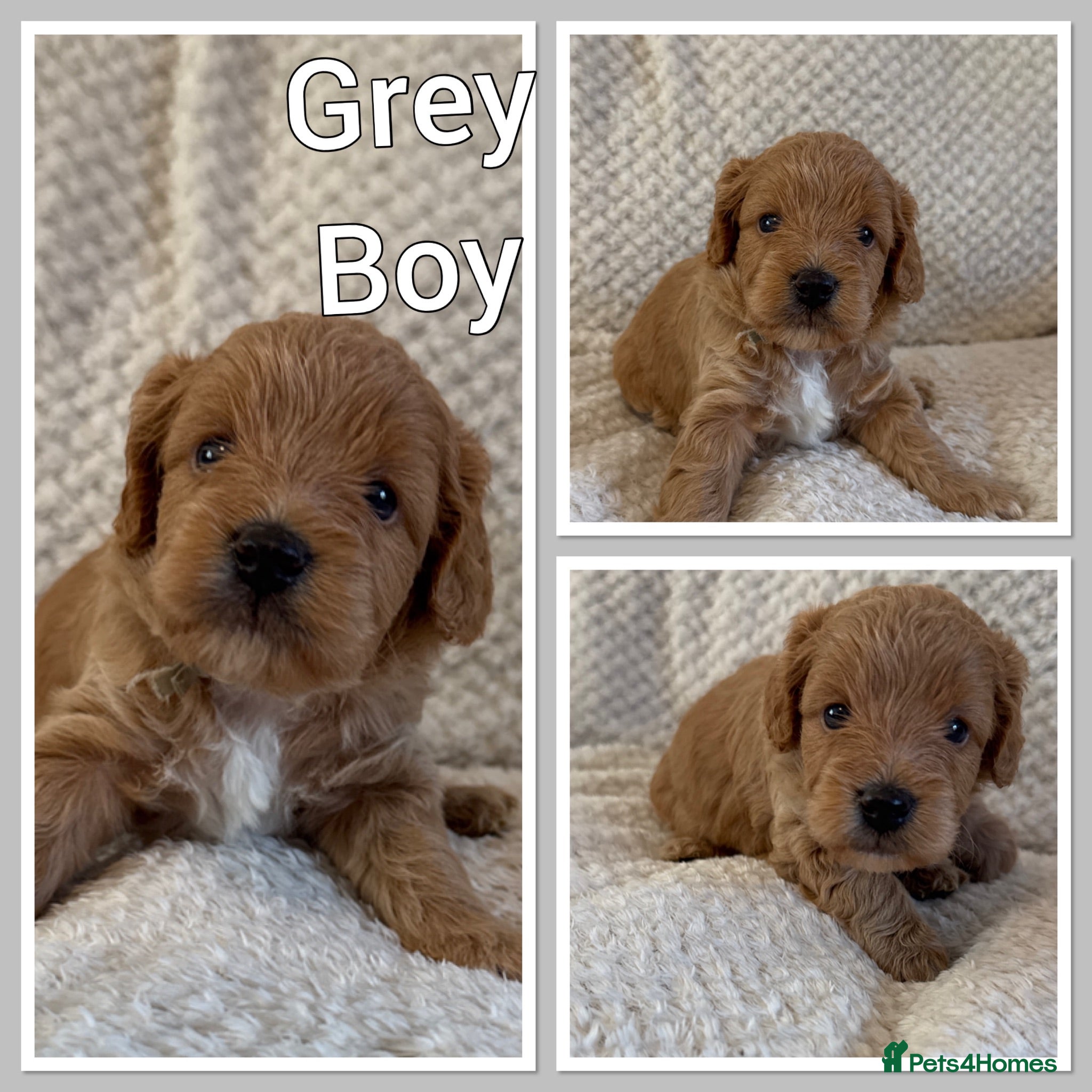 Cavapoo dogs Fully health checked, family raised Cavapoos - Advert 2