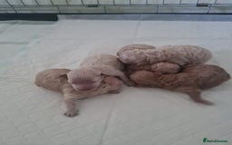 Cavapoo dogs for sale: 5 beautiful cavapoos for sale - Image 5