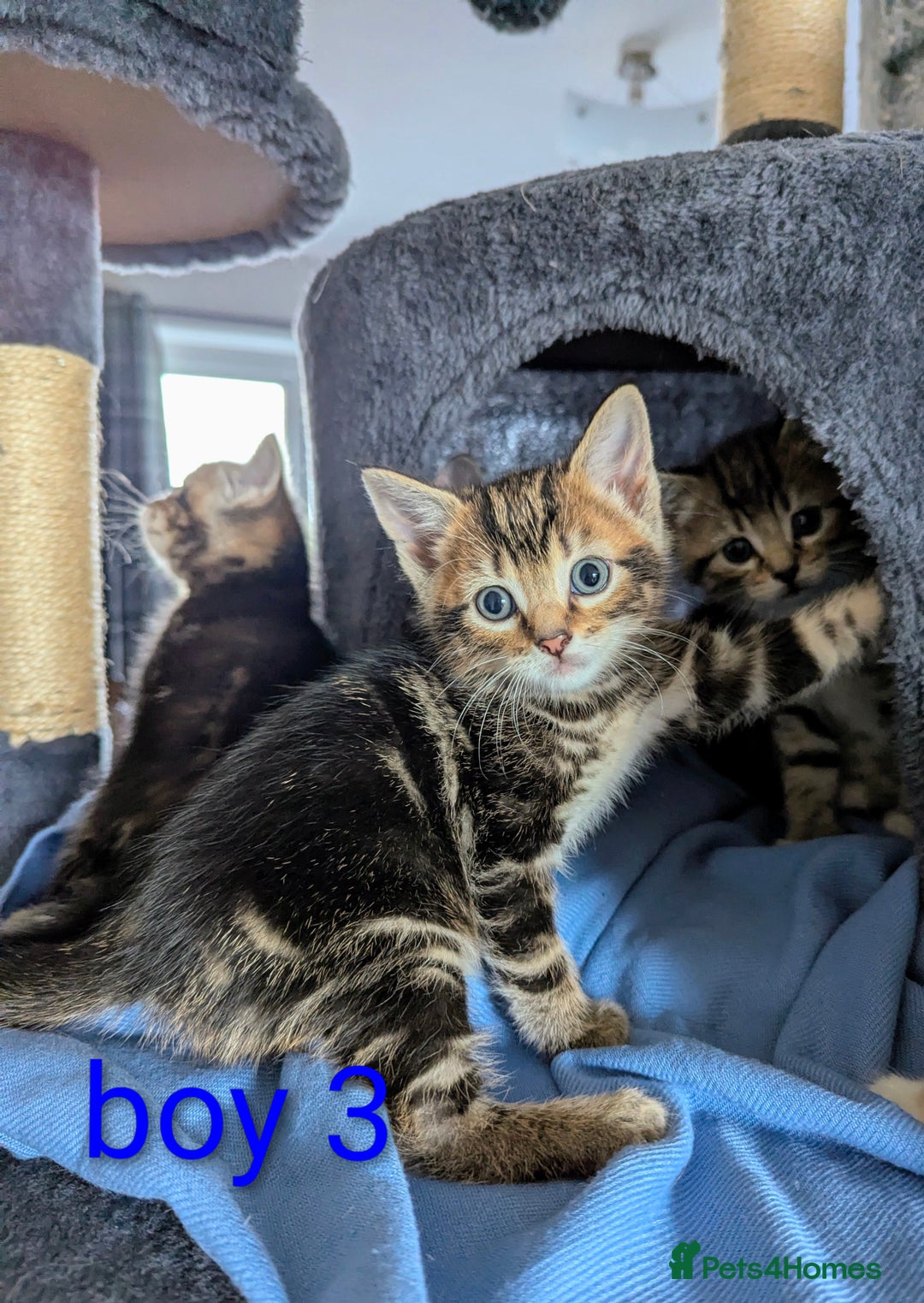 Mixed Breed cats for sale: Gorgeous kittens for sale £250 males £300 females - Advert 23