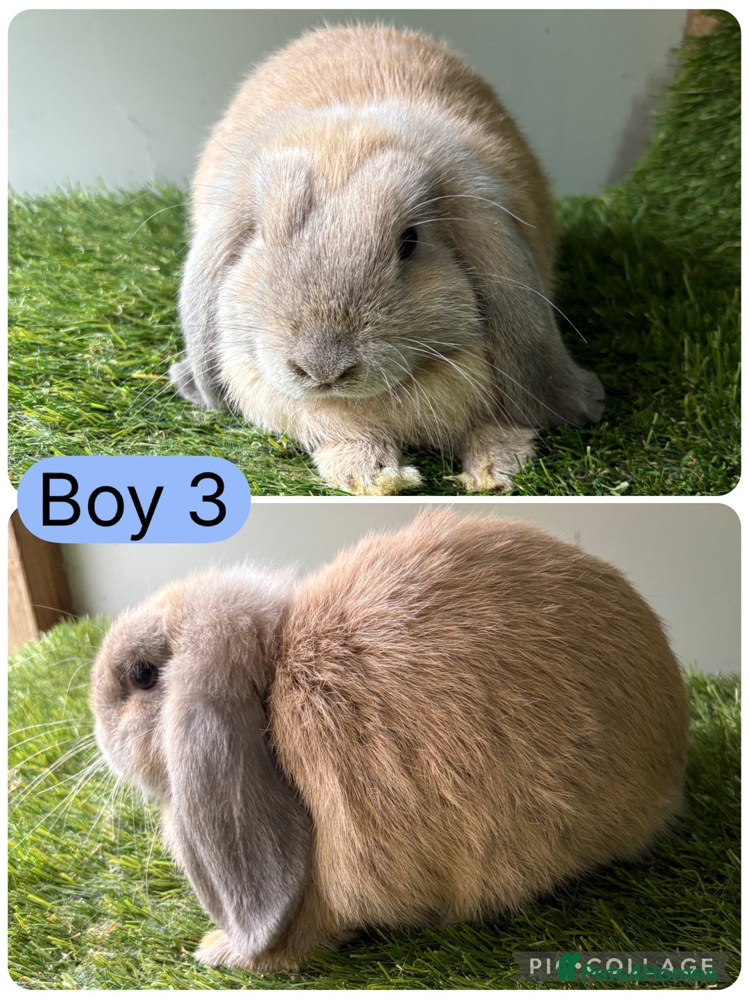Mini Lop rabbits for sale: Stunning mini lop babies  - Image 5