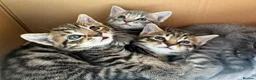 Mixed Breed cats for sale: 4 Beautiful Male Kittens Ready 15th May - Advert 2