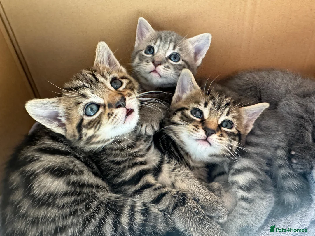 Mixed Breed cats for sale: 4 Beautiful Male Kittens Ready 15th May - Advert 2