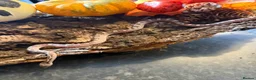 Corn Snake reptiles for sale: Corn snakes WOW AMAZING  - Advert 14