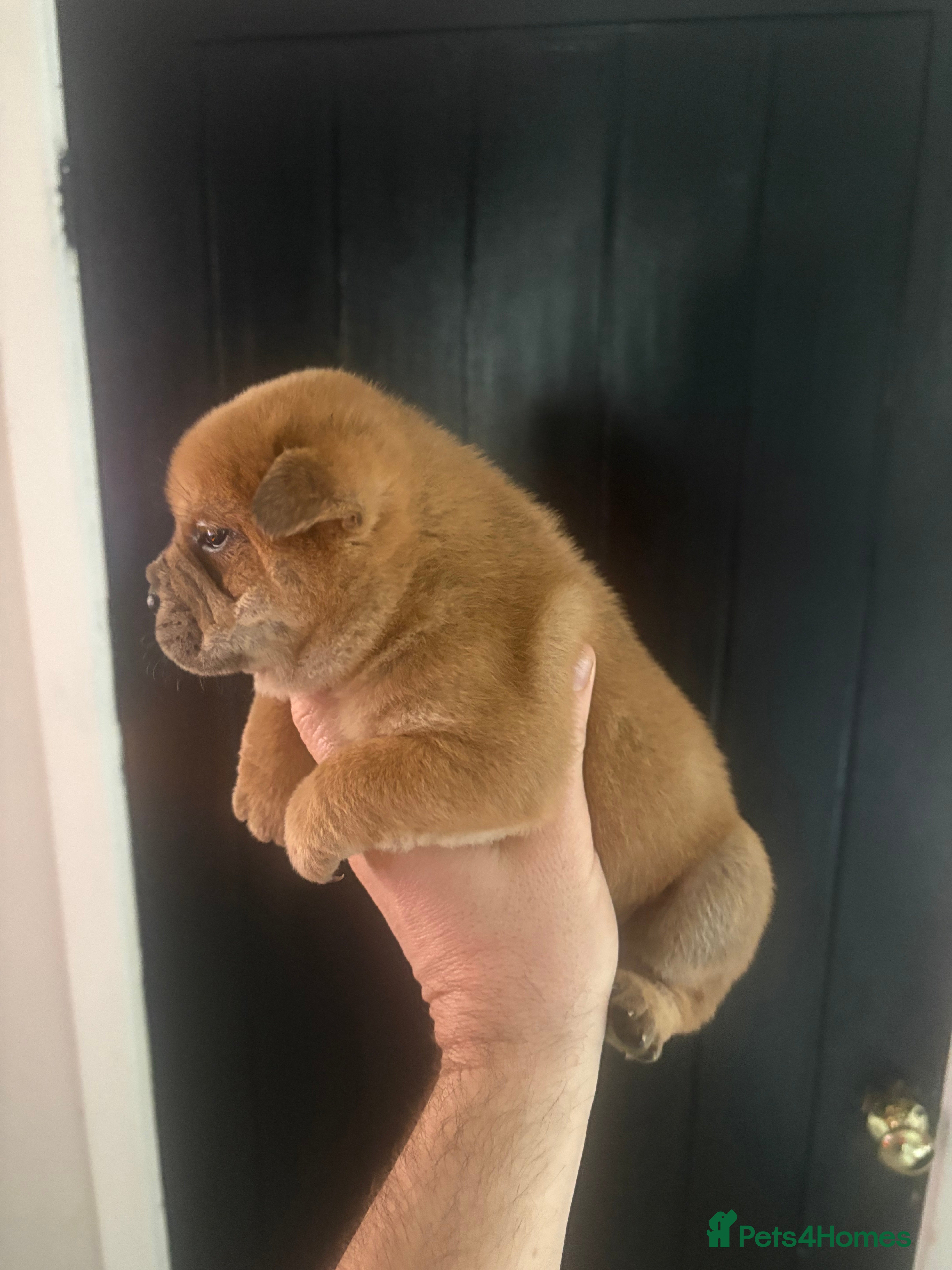 Mixed Breed dogs ** BEAR COAT FRENCHIES ** - Advert 2