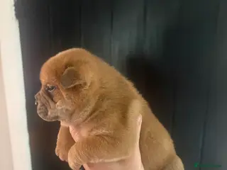 Mixed Breed dogs ** BEAR COAT FRENCHIES ** - Advert 3