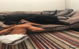 Mixed Breed dogs for sale: Staffy cross female for rehoming  - Image 4