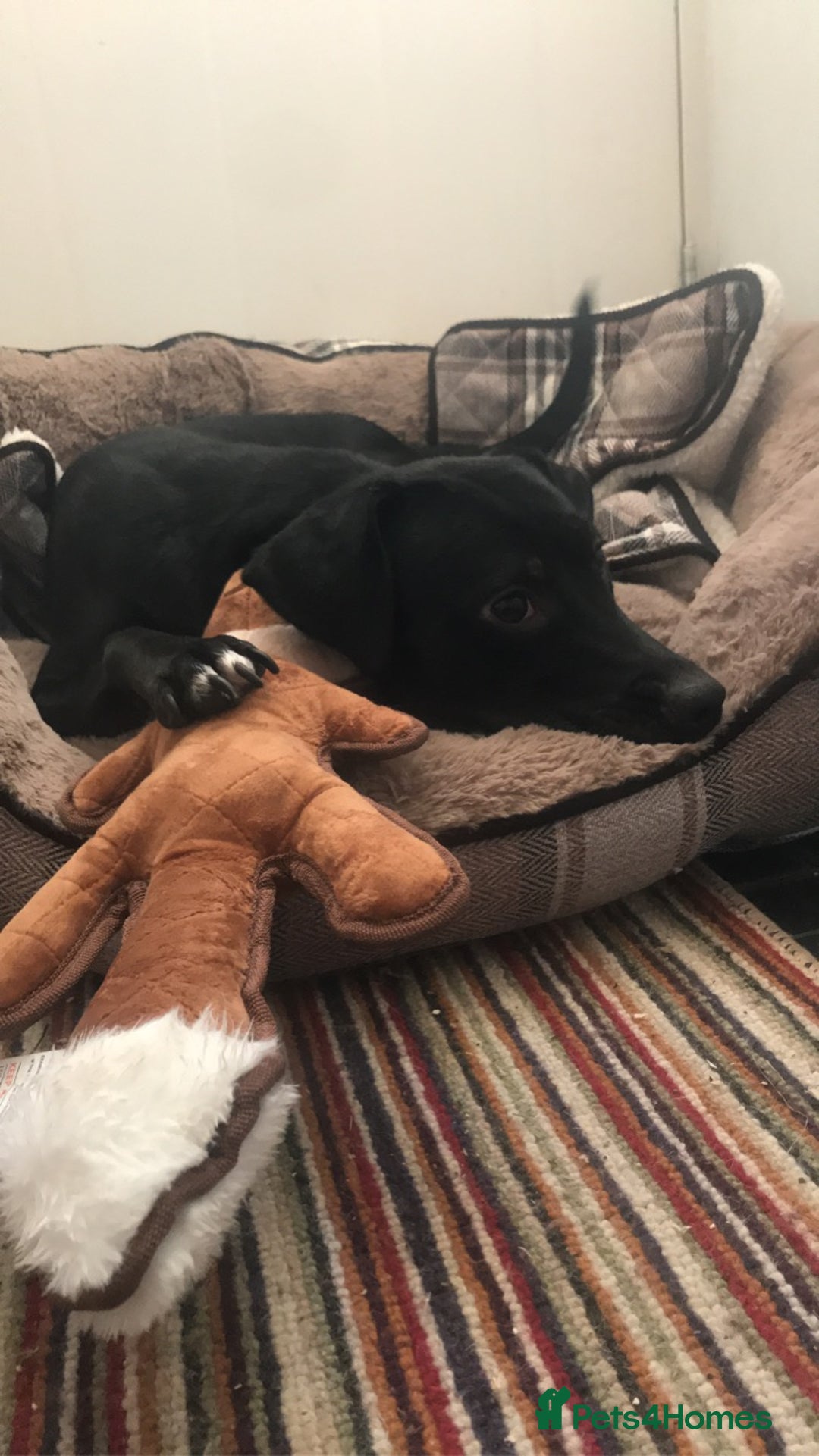 Mixed Breed dogs for sale: Staffy cross female for rehoming  - Image 4