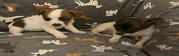 Jack Russell dogs for sale: Miniature jack Russell puppies - Advert 3
