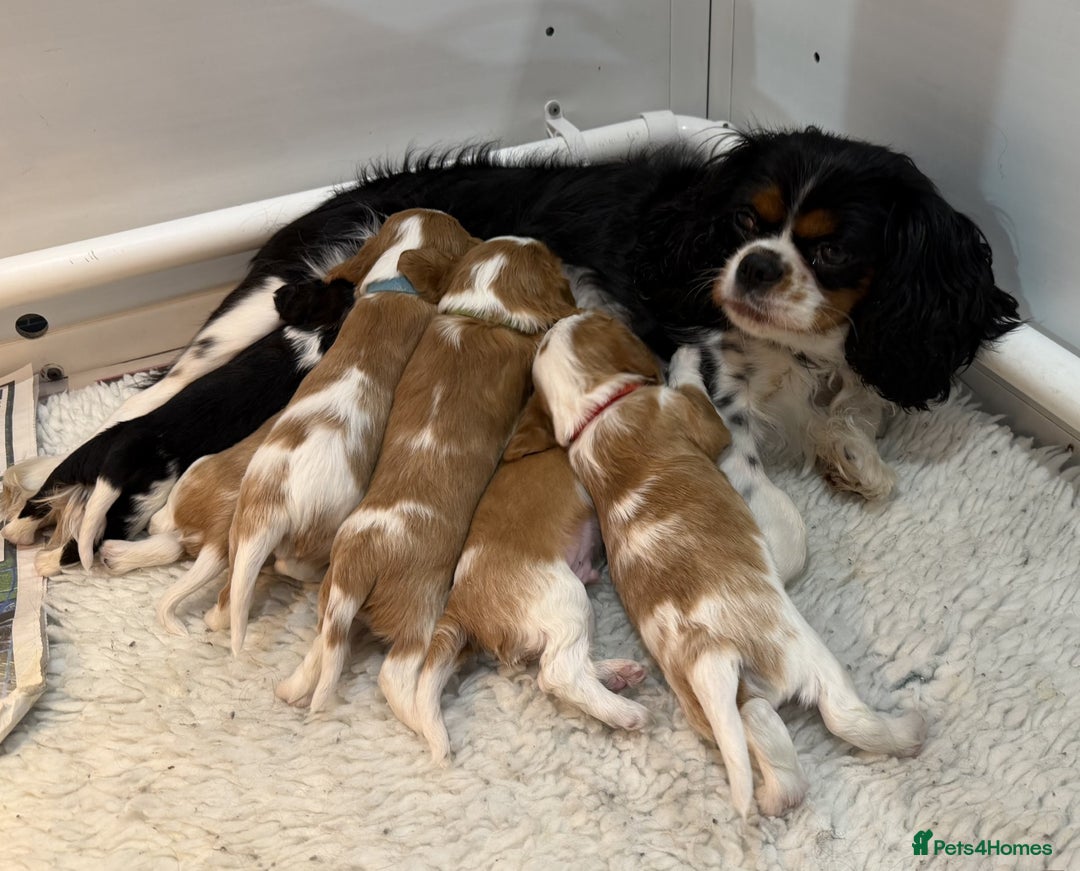 Cavalier King Charles Spaniel dogs for sale: Cavalier King Charles Spaniel puppies - Advert 4