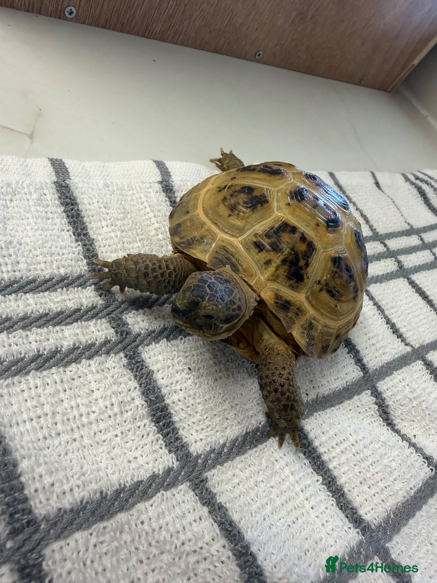 Tortoise reptiles for sale: 2x horsfield tortoises  in Nottingham - Advert 4