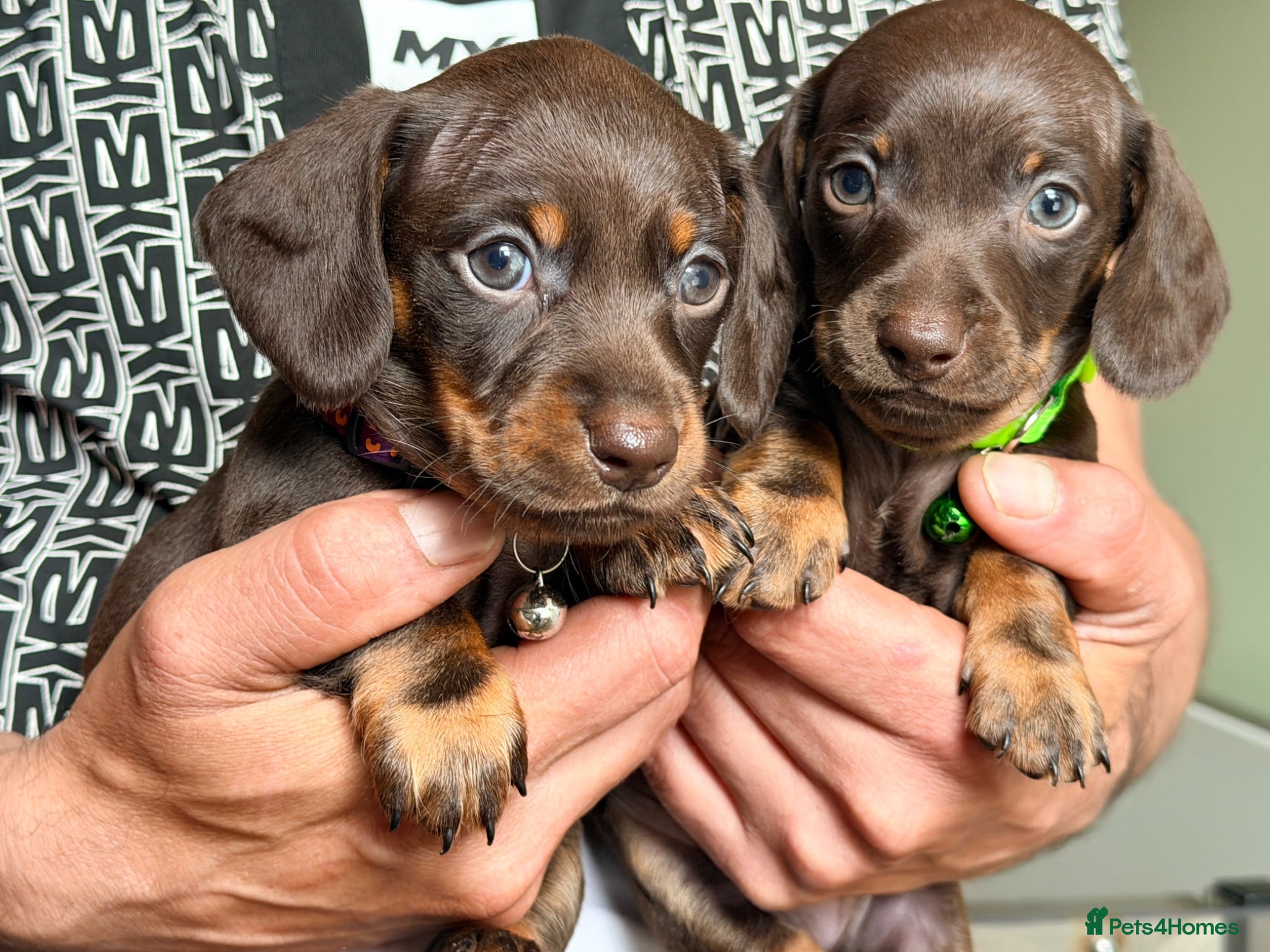 Miniature Dachshund dogs Alice 💖 & Arthur 💙 - Advert 2