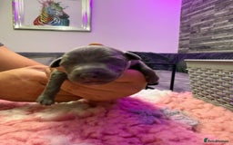 Whippet dogs for sale: Whippet , blue and blue and white puppies for sale - Image 7