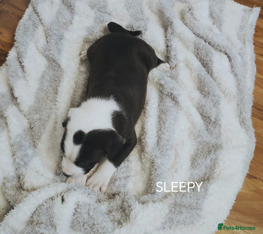 Mixed Breed dogs for sale:  REDUCED!! 2 OLD TYME BORDER COLLIE PUPPIES!  - Advert 16
