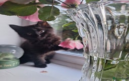Domestic Shorthair cats for sale: 2 male kittens ready to leave today!  - Image 6