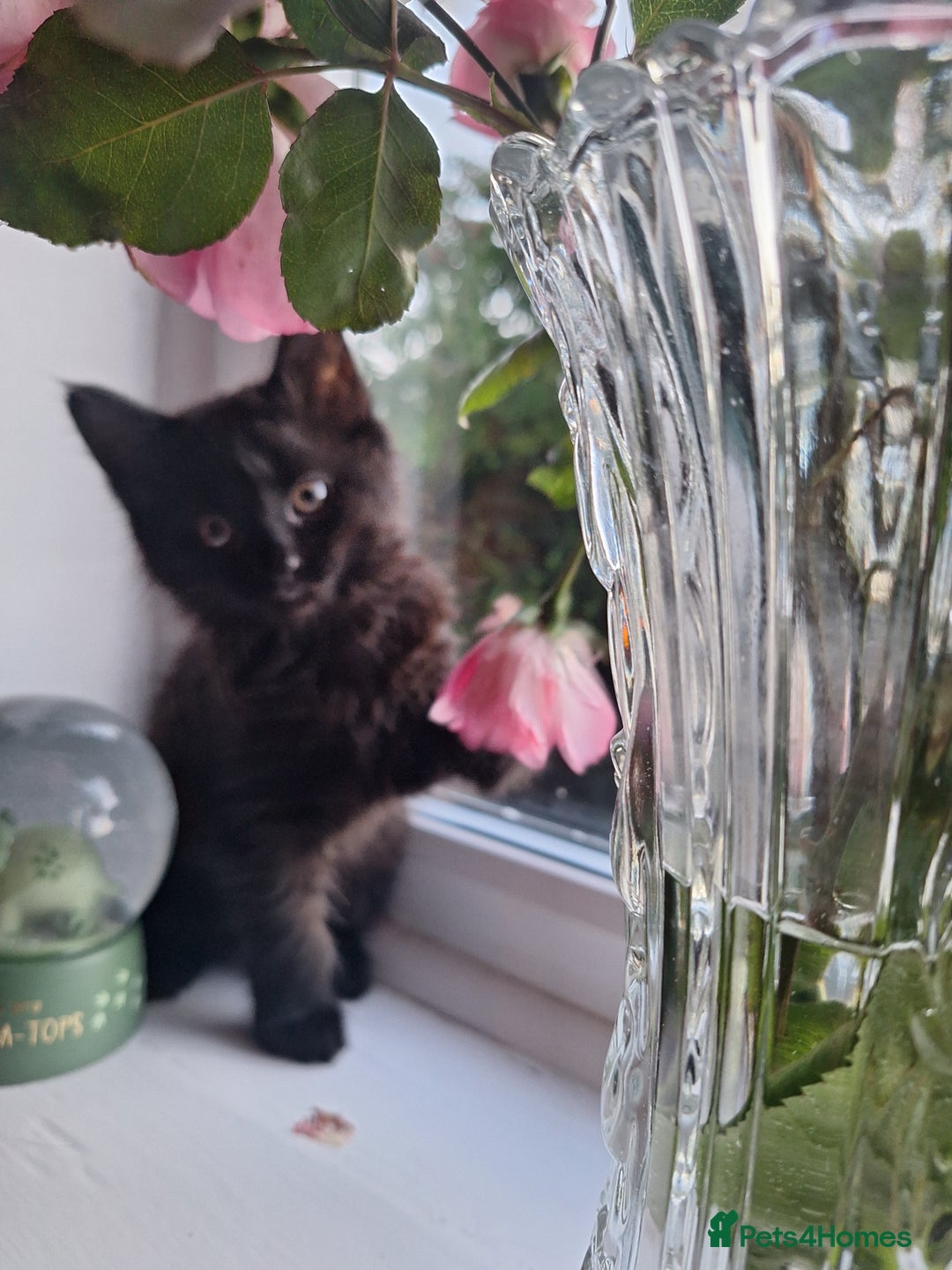 Domestic Shorthair cats for sale: 2 male kittens ready to leave today!  - Image 6