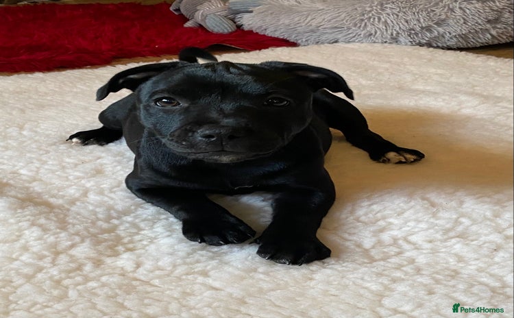 Staffordshire Bull Terrier dogs in Swansea - Advert 2