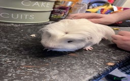 Guinea Pig rodents for sale: Male Guinea pigs  - Image 5
