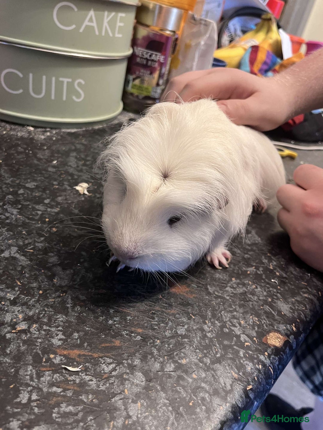 Guinea Pig rodents for sale: Male Guinea pigs  - Image 5