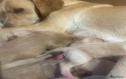 Cockerdor dogs for sale: Labrador X Cocker Pups  - Image 7