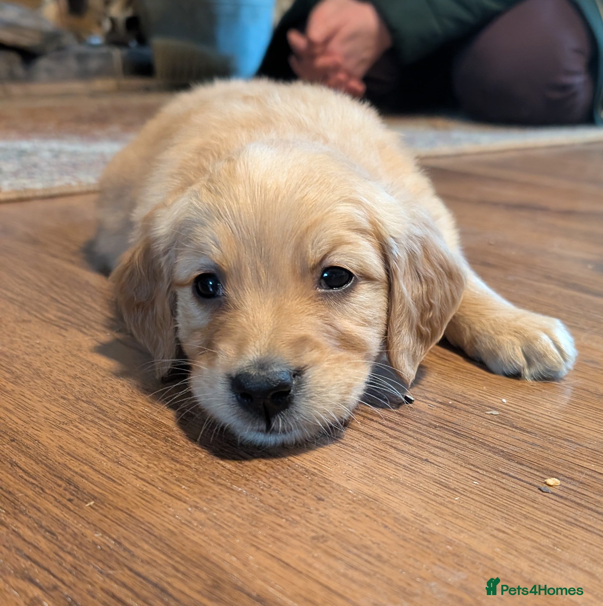 Golden Retriever dogs KC Reg Working Golden Retriever Puppies  - Advert 1