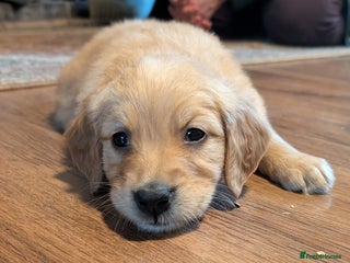 Golden Retriever dogs KC Reg Working Golden Retriever Puppies - Advert 2