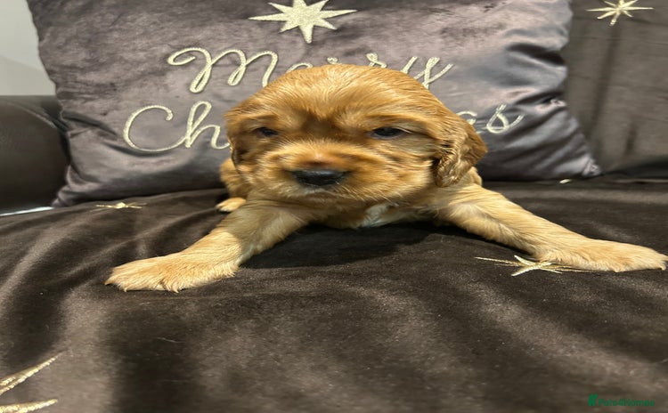 Cockalier dogs Adorable cockalier puppies 💙🩵💜❤️🩷 - Advert 14