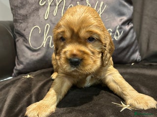 Cockalier dogs Adorable cockalier puppies 💙🩵💜❤️🩷 - Advert 12