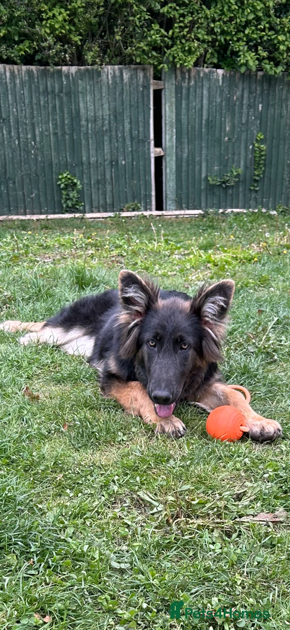 German Shepherd dogs Gorgeous German Shepard blue 8 months old  - Advert 6