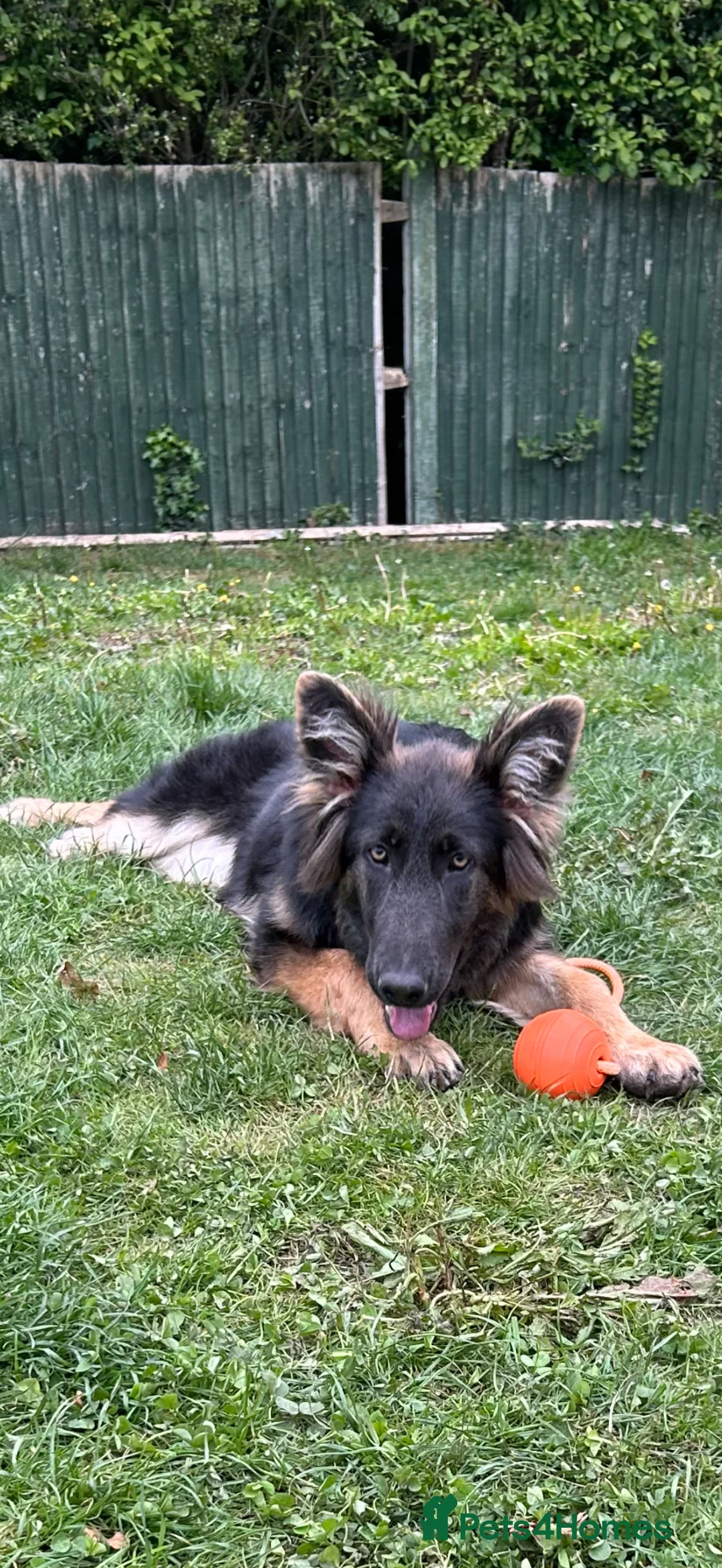 German Shepherd dogs for sale: Gorgeous German Shepard blue 8 months old  - Advert 1