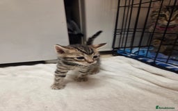 Bengal cats for sale: Beautiful 1/2 bengal kittens - Image 5