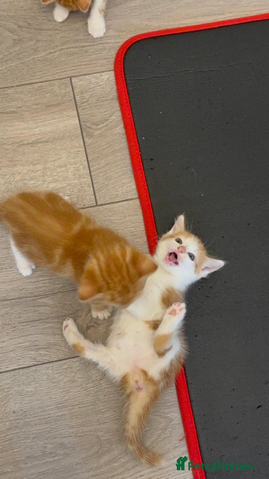 Domestic Shorthair cats for sale: Orage Kittens - Advert 6