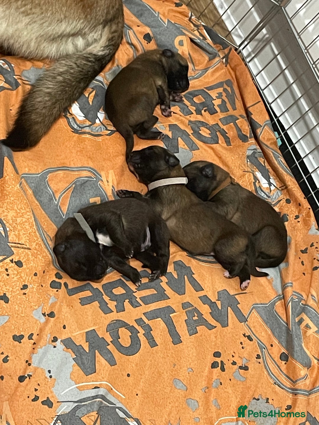 Belgian Shepherd Dog dogs for sale: Belgian Malinois - Image 13