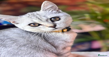 British Shorthair cats - Advert 13