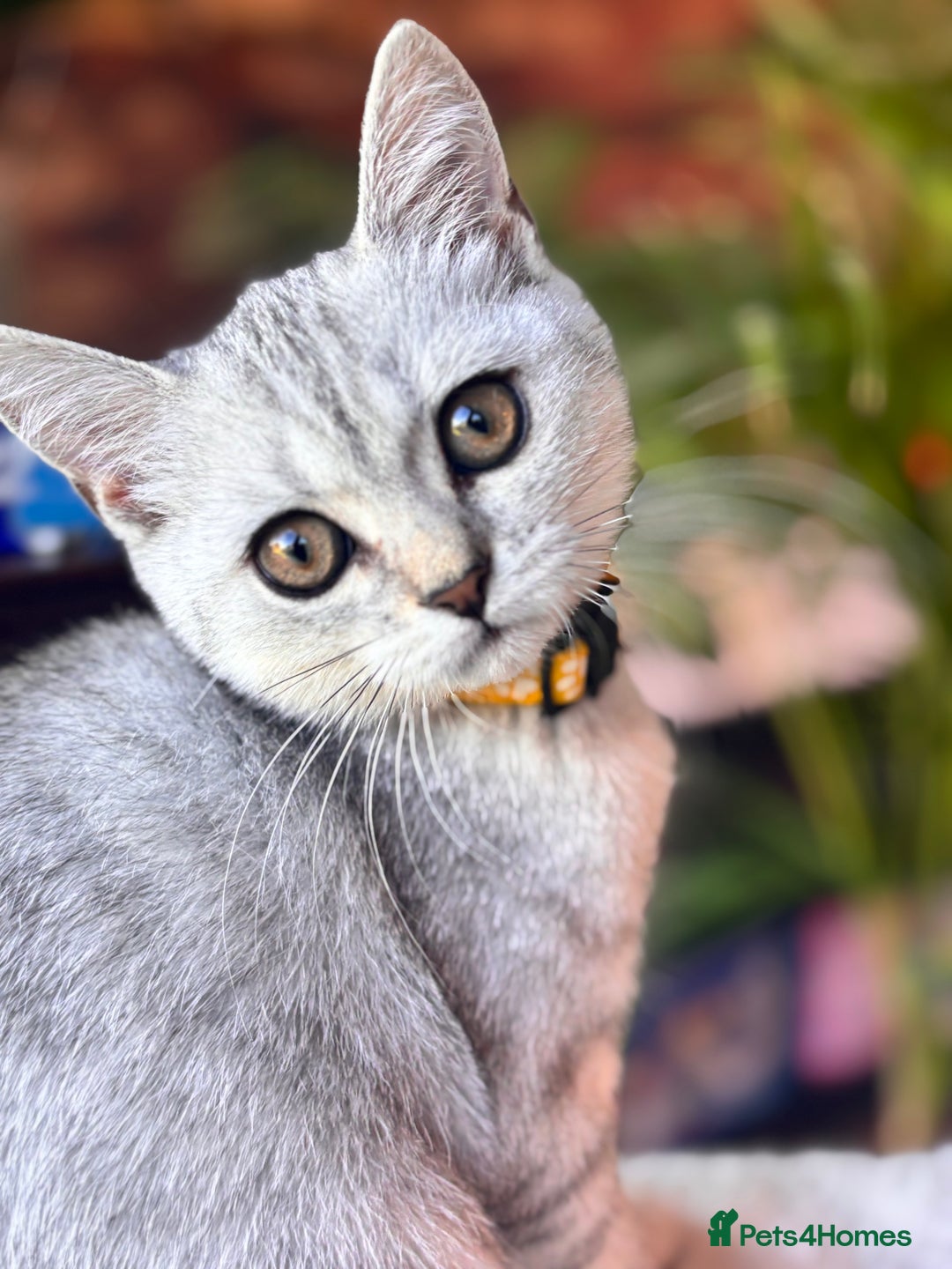 British Shorthair cats for sale: 🐾🌟 Stunningly Rare Silver Tipped (ns12) BSH 🌟🐾 - Image 3
