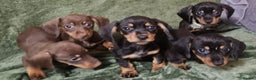 Dachshund dogs for sale: Miniature Dachshund puppies (2 left) - Advert 5