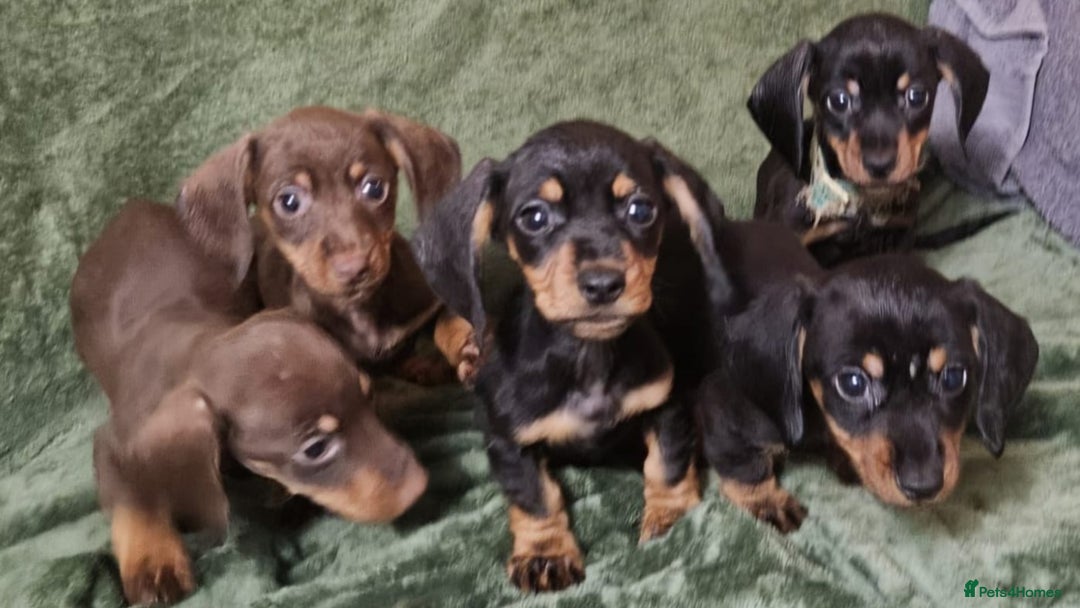 Dachshund dogs for sale: Miniature Dachshund puppies (2 left) - Advert 5