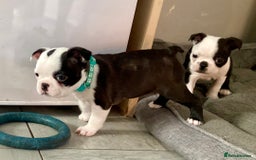 Boston Terrier dogs for sale: 9 BEAUTIFUL BOSTON TERRIER PUPPIES (4 GIRLS LEFT) - Image 20