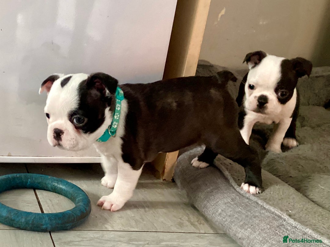 Boston Terrier dogs for sale: 9 BEAUTIFUL BOSTON TERRIER PUPPIES (4 GIRLS LEFT) - Image 20