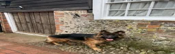 German Shepherd dogs for stud: German shepard for stud in Eastbourne - Advert 3