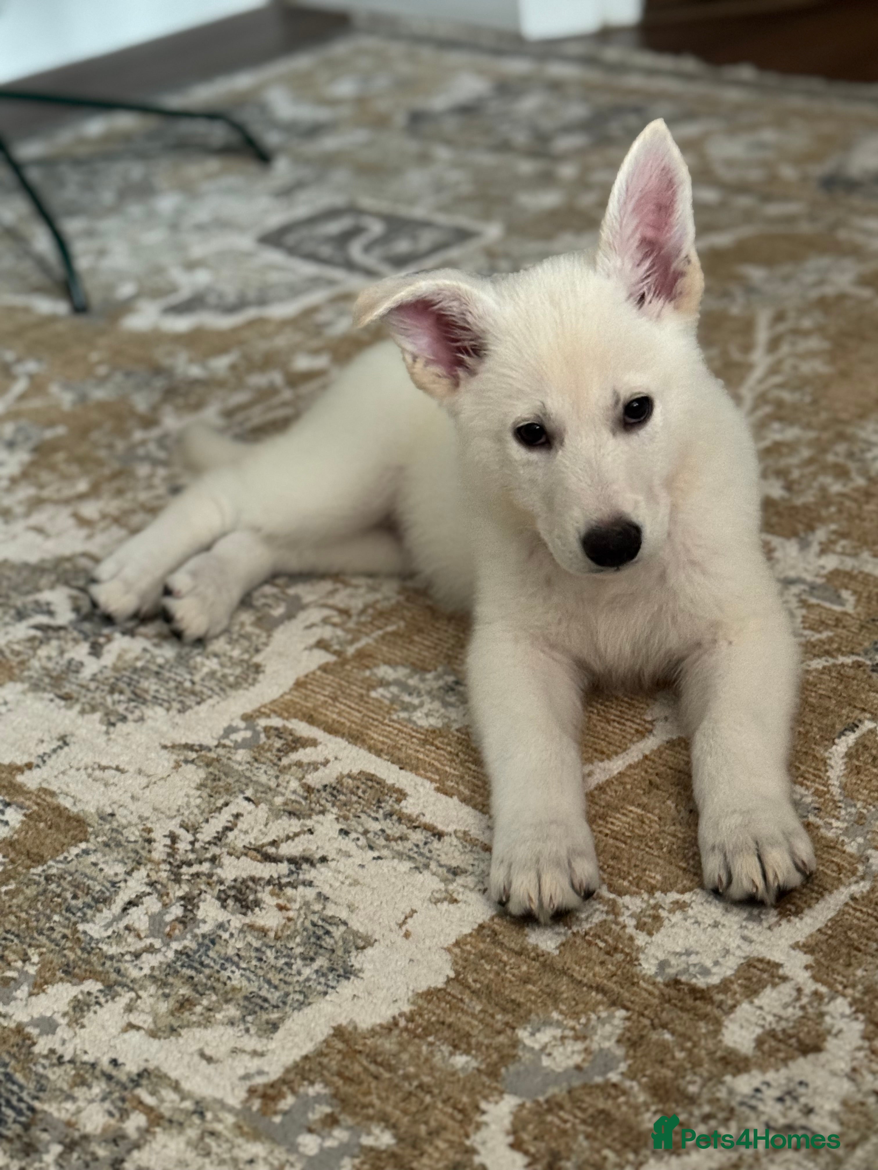 White Swiss Shepherd dogs WSS One boy and one girl available  - Advert 1