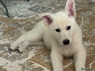 White Swiss Shepherd dogs WSS One boy and one girl available - Advert 2