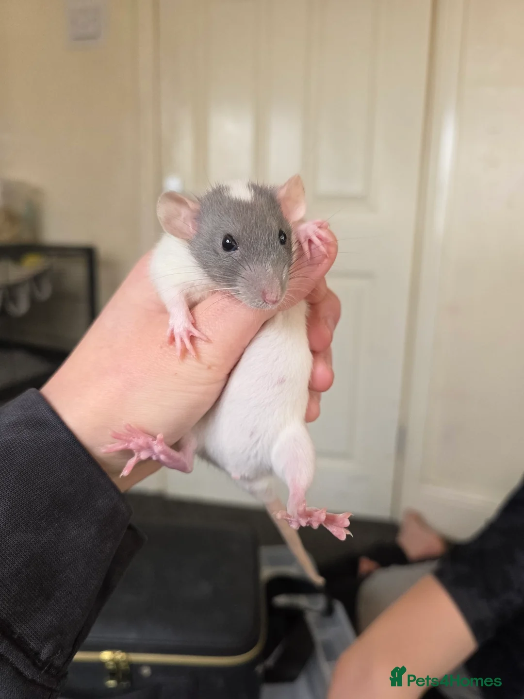Rat rodents for sale: Baby Dumbo Rats - Handtame - Advert 1