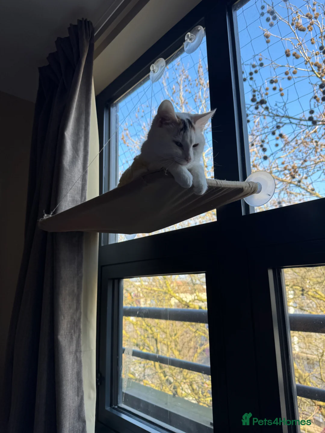 Domestic Shorthair cats for sale: Calico Kewpie looking for a new home in Bristol - Advert 2