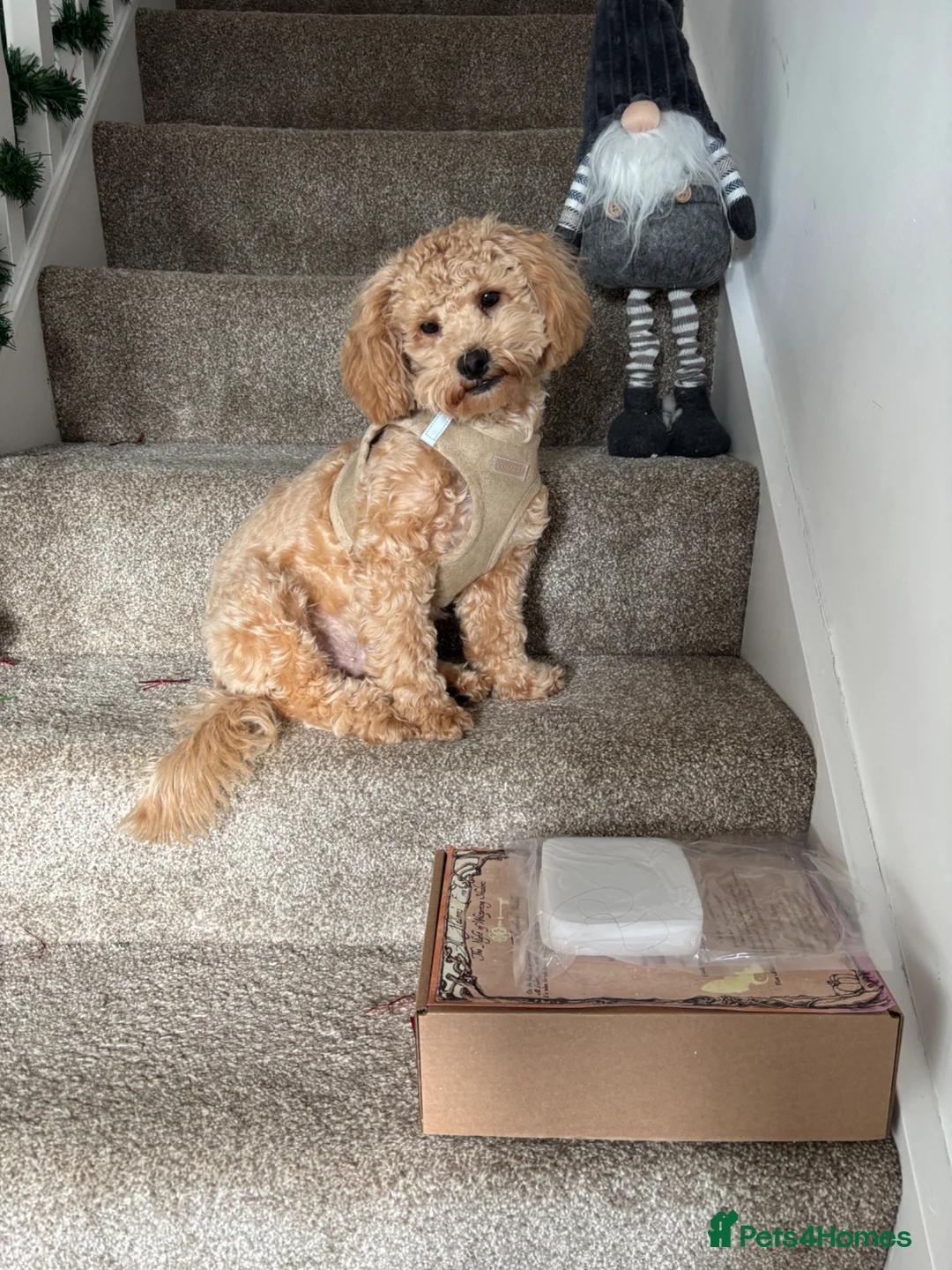 Shihpoo dogs for stud: STUD ONLY PROVEN SHIHPOO GOLDEN BOY in Lincoln - Advert 2