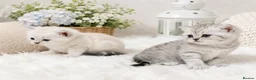 British Shorthair cats for sale: Champion British shorthair GCCF boy x1 girl x 1 - Advert 12