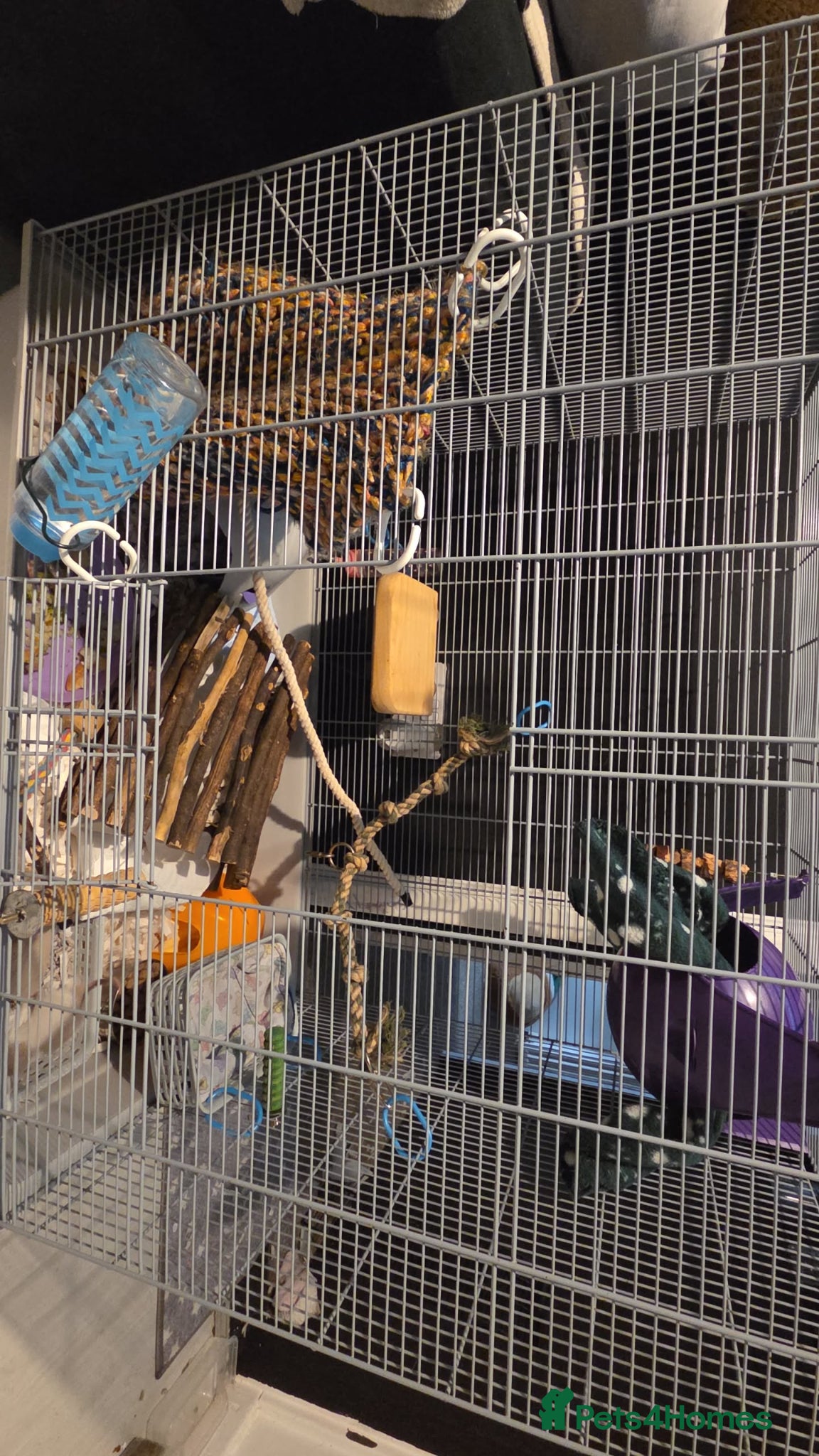 Rat rodents 4 male rats+setup+bedding+food - Advert 1