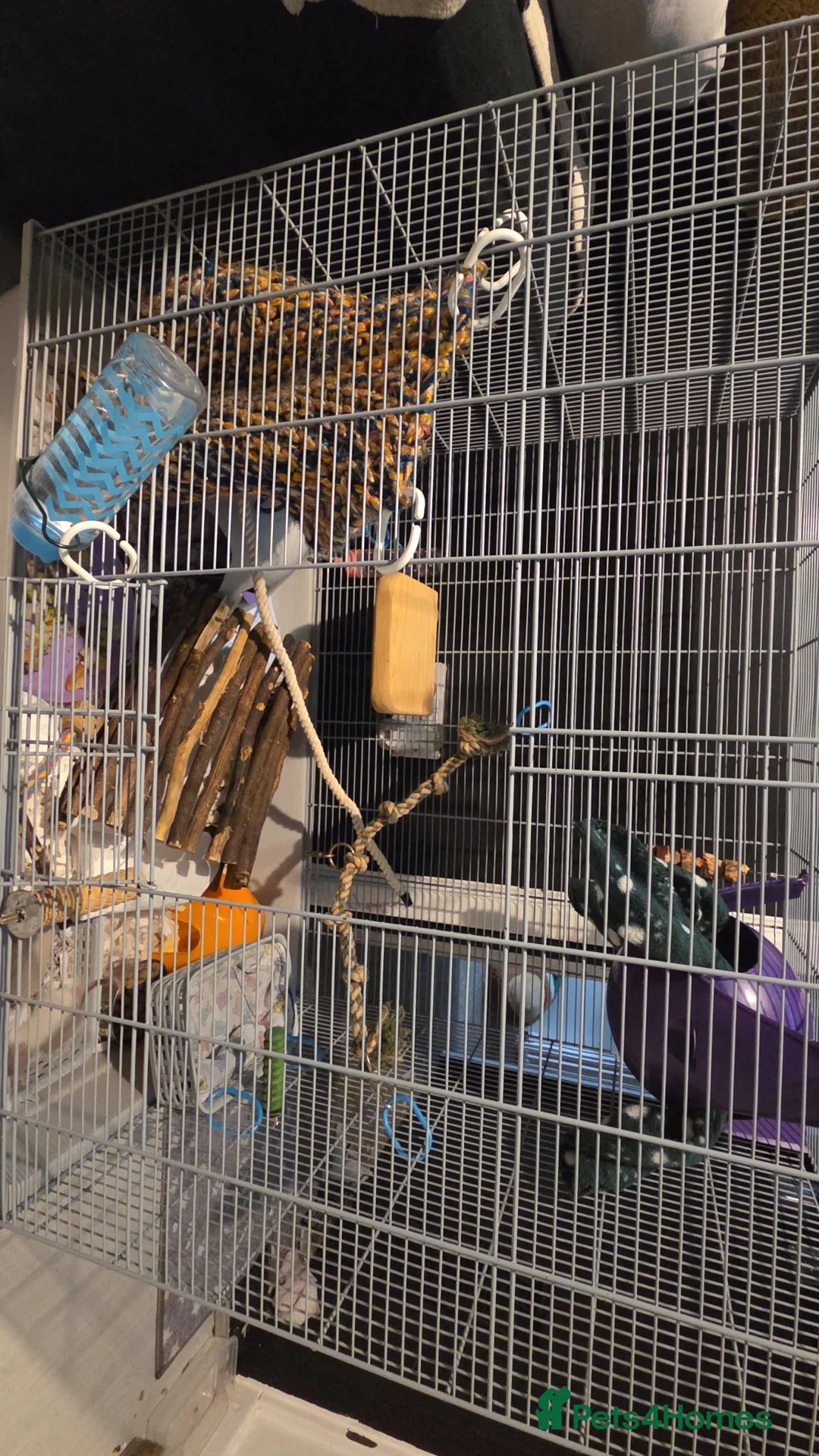 Rat rodents for sale: 4 male rats+setup+bedding+food in Hull - Advert 1