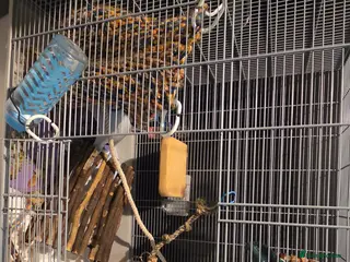 Rat rodents 4 male rats+setup+bedding+food - Advert 1